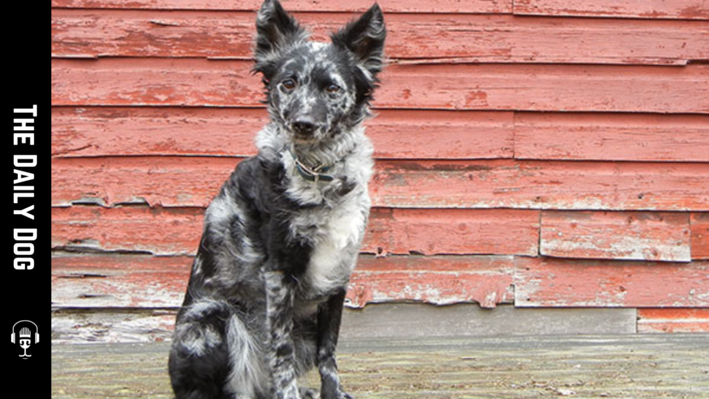 Discovering the Mudi: An Energetic and Versatile Dog Breed