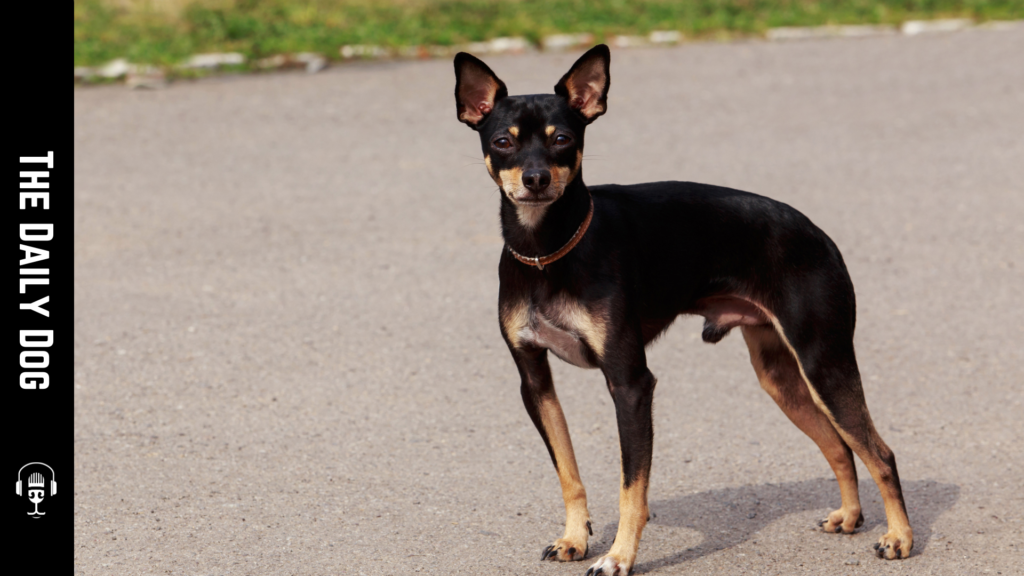 Discovering the Manchester Terrier: A Loyal Companion with a Rich History