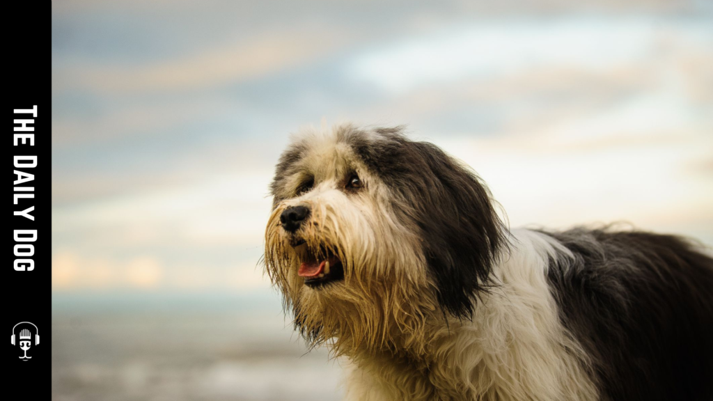 Discovering the Polish Lowland Sheepdog: A Versatile and Loyal CompanionDiscovering the Polish Lowland Sheepdog: A Versatile and Loyal Companion