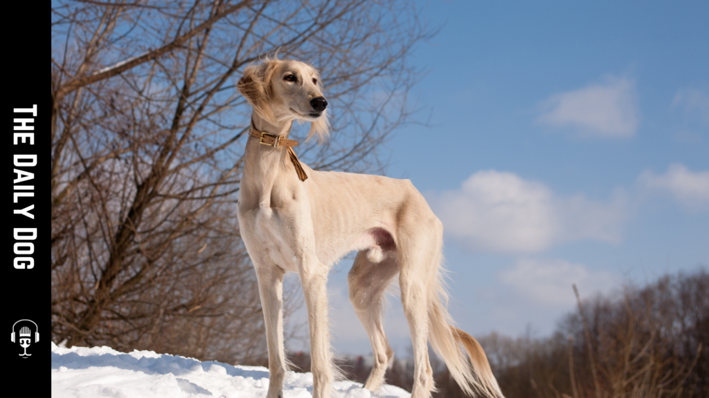 The Majestic Saluki: A Deep Dive into the Ancient Dog Breed