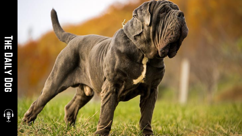 Discovering the Neapolitan Mastiff: A Majestic Breed