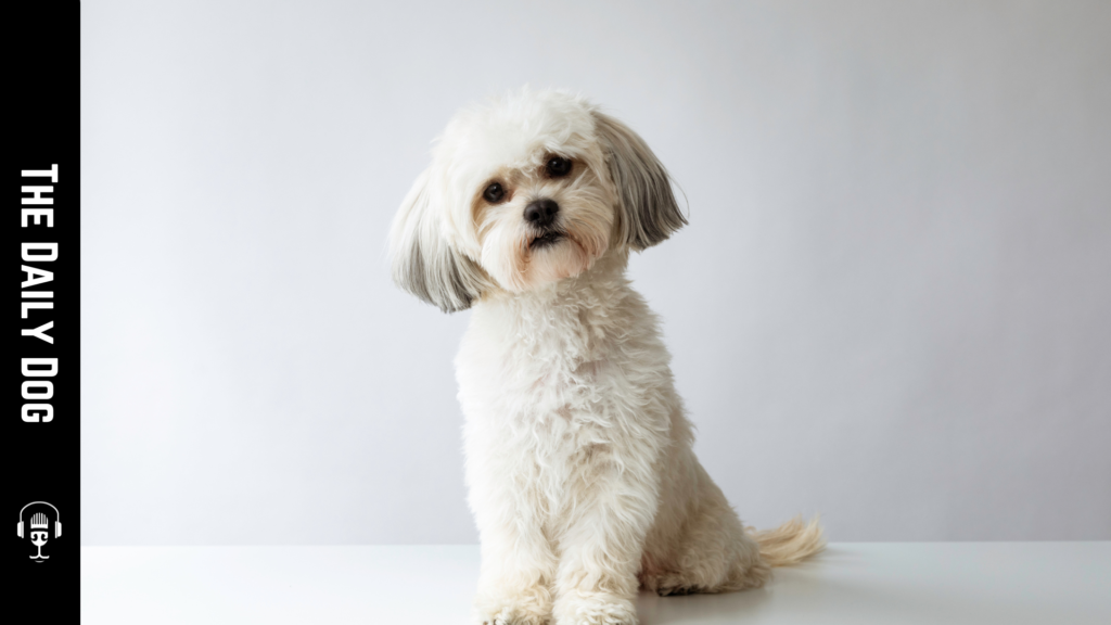 Discover the Charming World of Shih Tzus: The Perfect Companion Dog