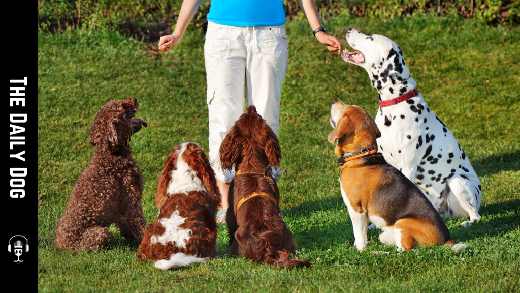 Common Mistakes New Dog Owners Make in Training and How to Avoid Them