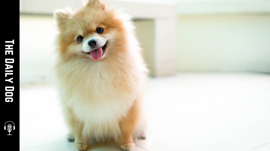 Discover the Charming World of Pomeranians: The Ultimate Companion for Dog Lovers