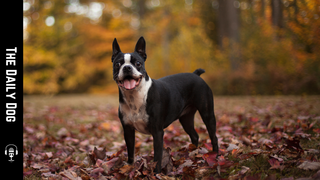 Discover the Charm of the Boston Terrier: The Perfect Companion for Every Home