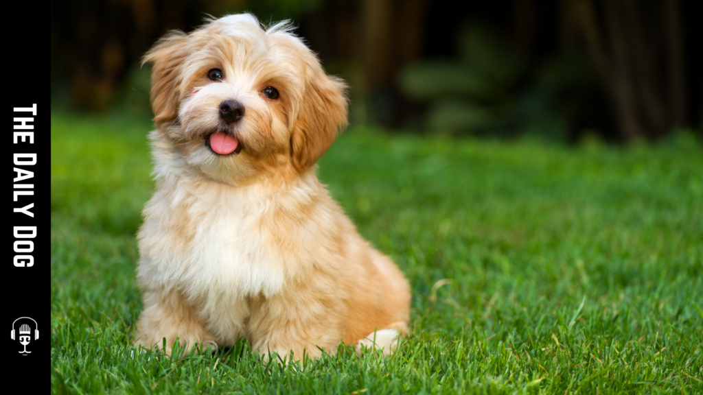 Discover the Charm of the Havanese: The Delightful Cuban Companion