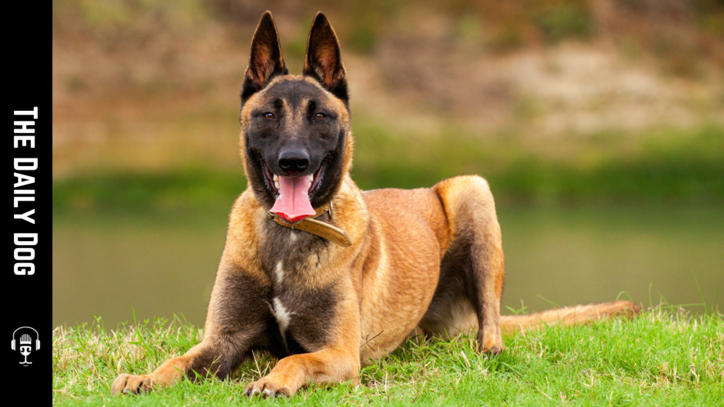Belgian Malinois: The Ultimate Partner for Active Dog Lovers