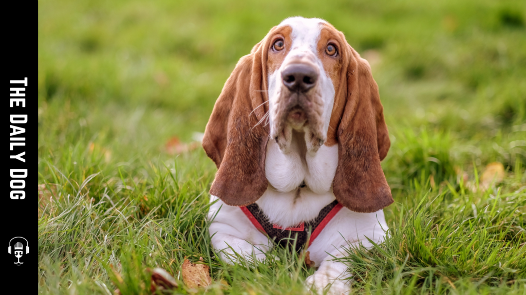 Discover the Charm and Character of the Basset Hound: The Loyal and Lovable Companion