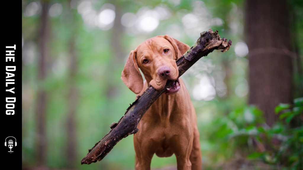 Discovering the Vizsla: The Ultimate Companion for Active Dog Lovers