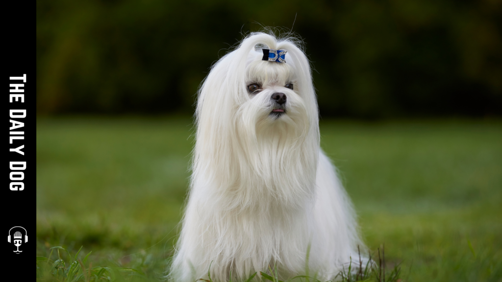 Discover the Charm of the Maltese: The Elegant and Playful Companion