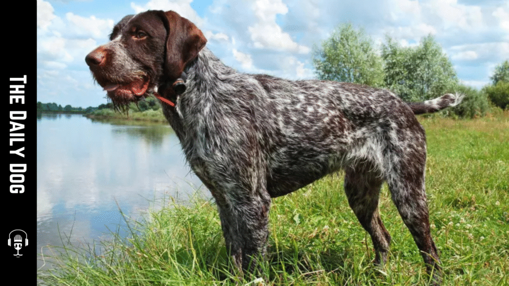 German Wirehaired Pointer: The Versatile and Loyal Hunting Companion