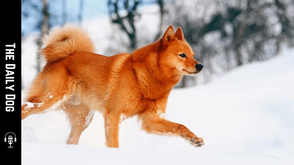 The Finnish Spitz: Finland’s Vocal and Lively Heritage Dog