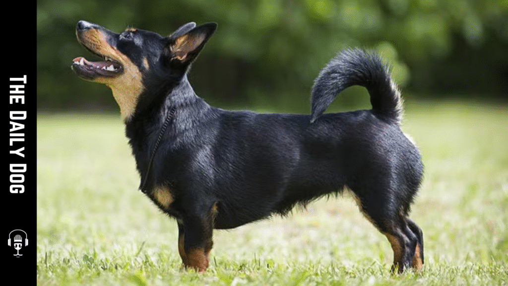 The Lancashire Heeler: An Energetic and Loyal Companion for Active Families