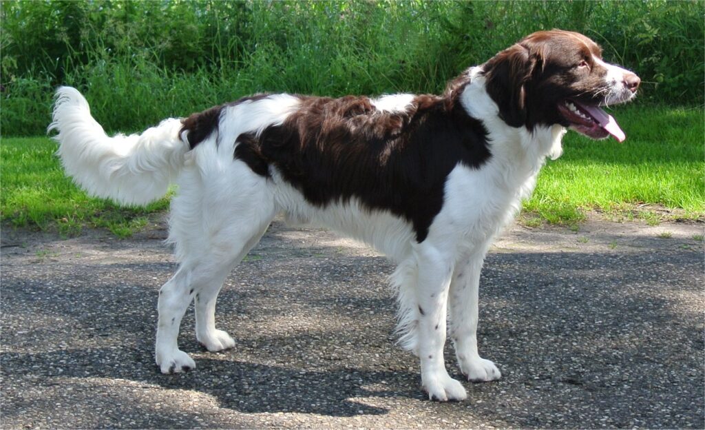 The Drentsche Patrijshond: A Versatile and Loyal Hunting Companion