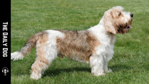 Unveiling the Charm of the Grand Basset Griffon Vendeen: The Loyal and Lively Companion
