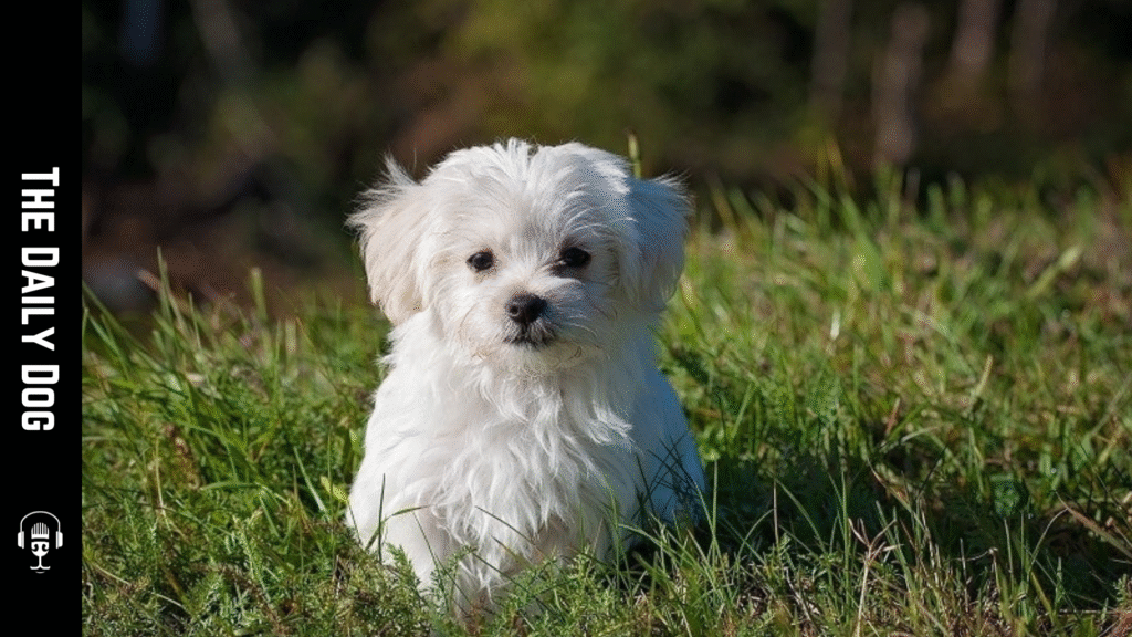 Discover the Bolognese: The Ultimate Comprehensive Guide to this Charming Dog Breed