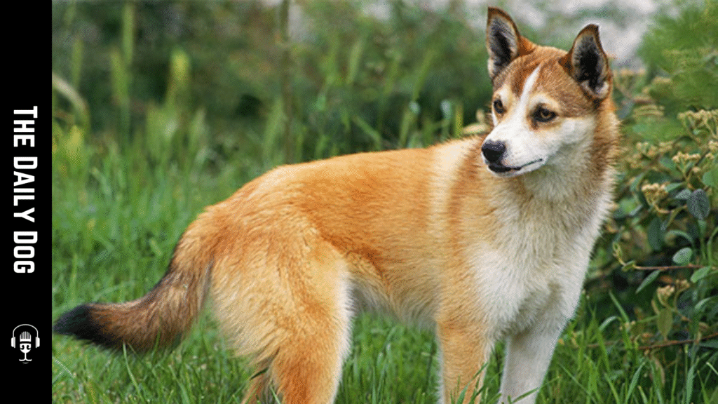Norwegian Lundehund: The Unique and Agile Norwegian Little Dog