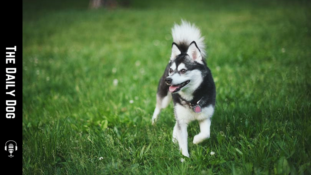 Alaskan Klee Kai: The Small but Mighty Arctic Companion