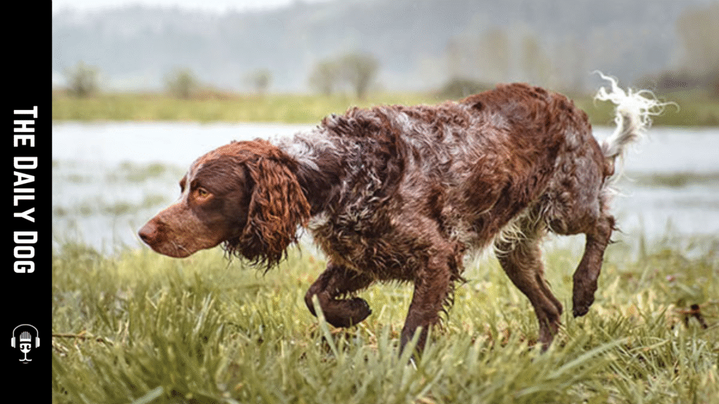 Pont-Audemer Spaniel: The Elegant and Versatile Water Dog