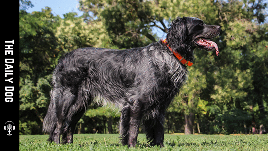 The Blue Picardy Spaniel: History, Characteristics, and Care Essentials