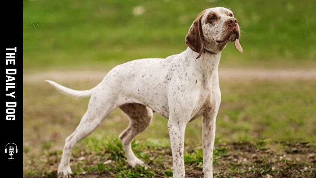 Braque du Bourbonnais: Origins, Characteristics, and Care for a Versatile Hunting Companion