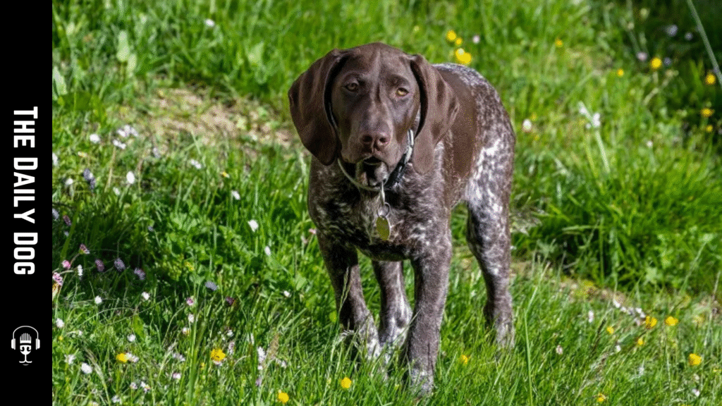 Braque Francais Pyrenean: Origins, Characteristics, and Care for the Versatile Hunting Dog