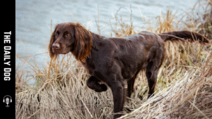 German Longhaired Pointer: An Elegant and Versatile Sporting Dog