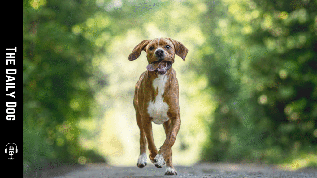 Portuguese Pointer: The Elegant and Versatile Hunting Companion