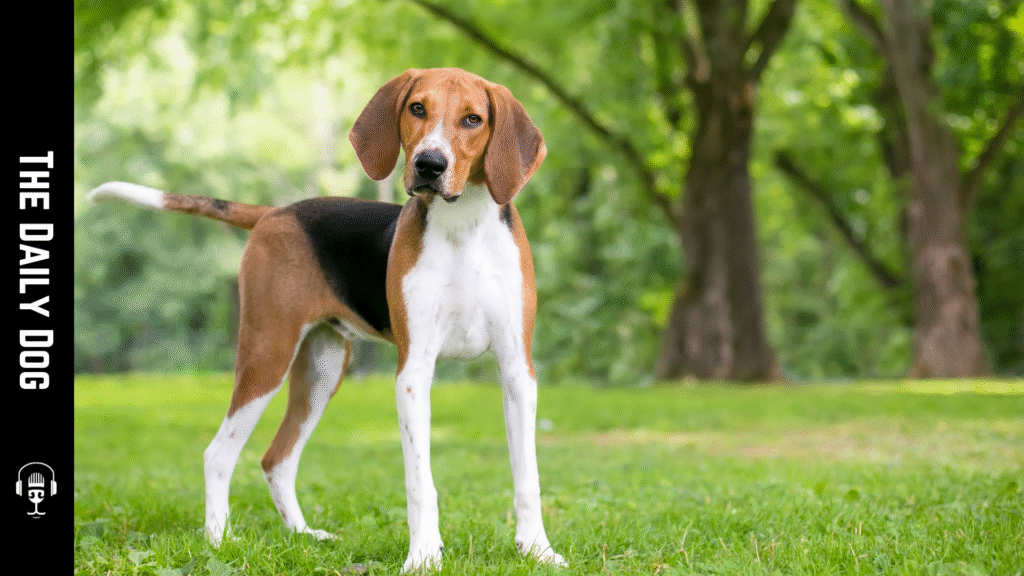 English Foxhound: The Elegant and Agile Hunting Companion
