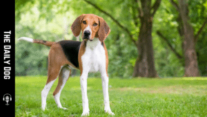 English Foxhound: The Elegant and Agile Hunting Companion