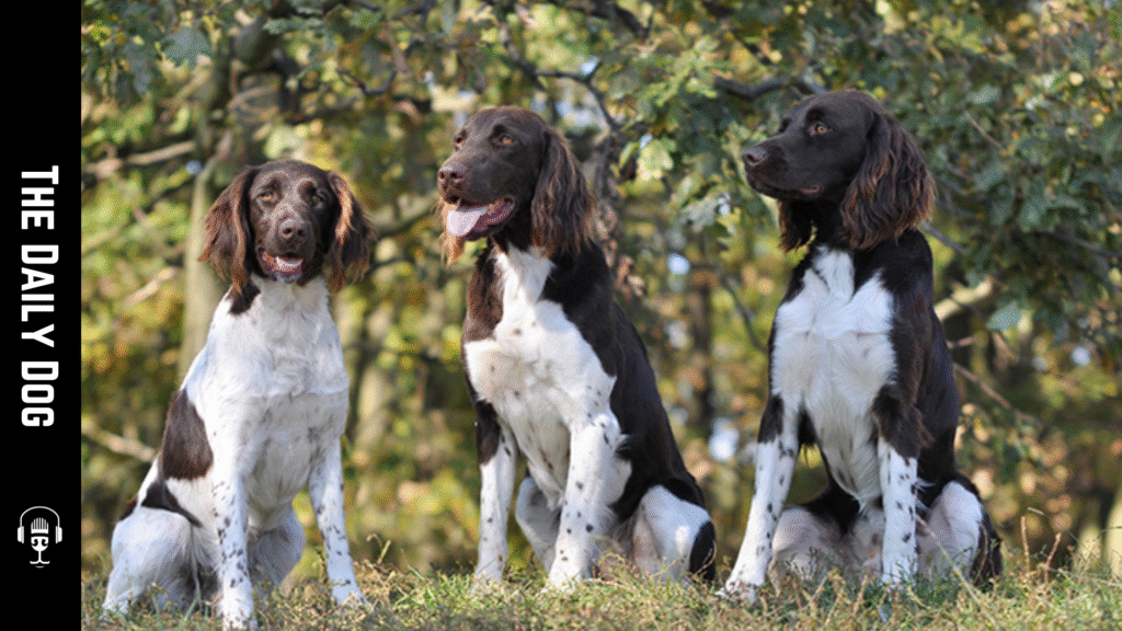 Understanding the AKC Miscellaneous Class: An Overview of Emerging and Rare Dog Breeds
