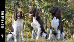 Understanding the AKC Miscellaneous Class: An Overview of Emerging and Rare Dog Breeds