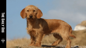 Basset Fauve de Bretagne: The Charming and Versatile French Terrier