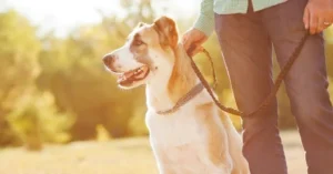 The Importance of Training for Senior Dogs: Keeping Your Older Pet Engaged