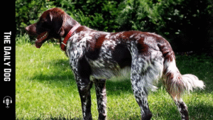French Spaniel: The Elegant and Versatile Companion for Active Dog Lovers