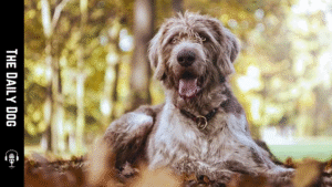 Slovakian Wirehaired Pointer: The Versatile and Loyal Hunting Companion
