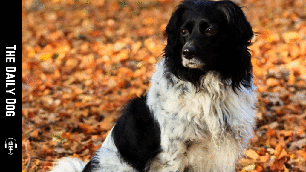 Stabyhoun: The Dutch Treasure of Loyalty and Versatility