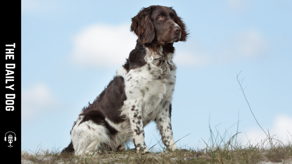 Large Munsterlander: The Versatile and Loyal Hunting Companion