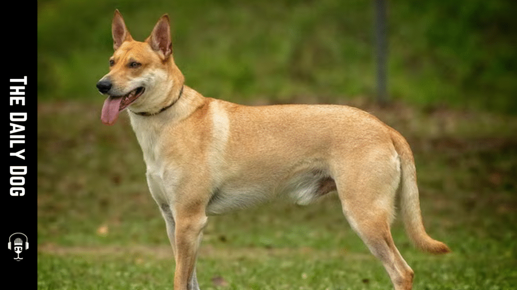 Unveiling the Carolina Dog: America’s Ancient Canine Heritage