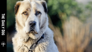 Central Asian Shepherd Dog: The Guardian of the Steppes