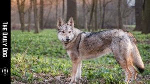 Czechoslovakian Vlciak: The Majestic Wolfdog of Central Europe