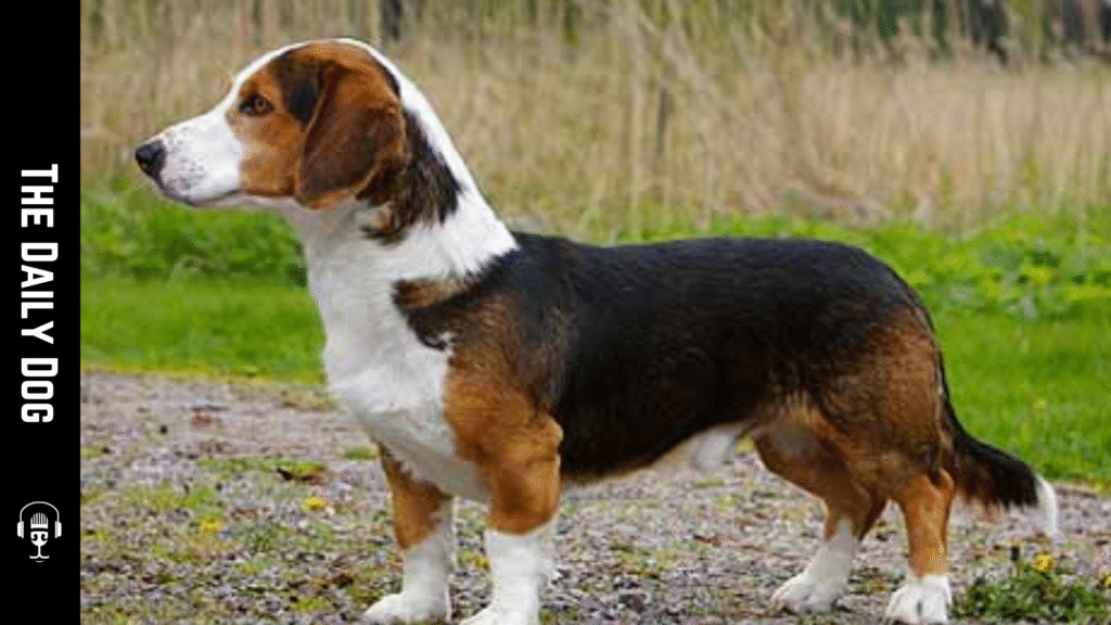 Drever Dog Breed: The Versatile and Loyal Hunting Companion