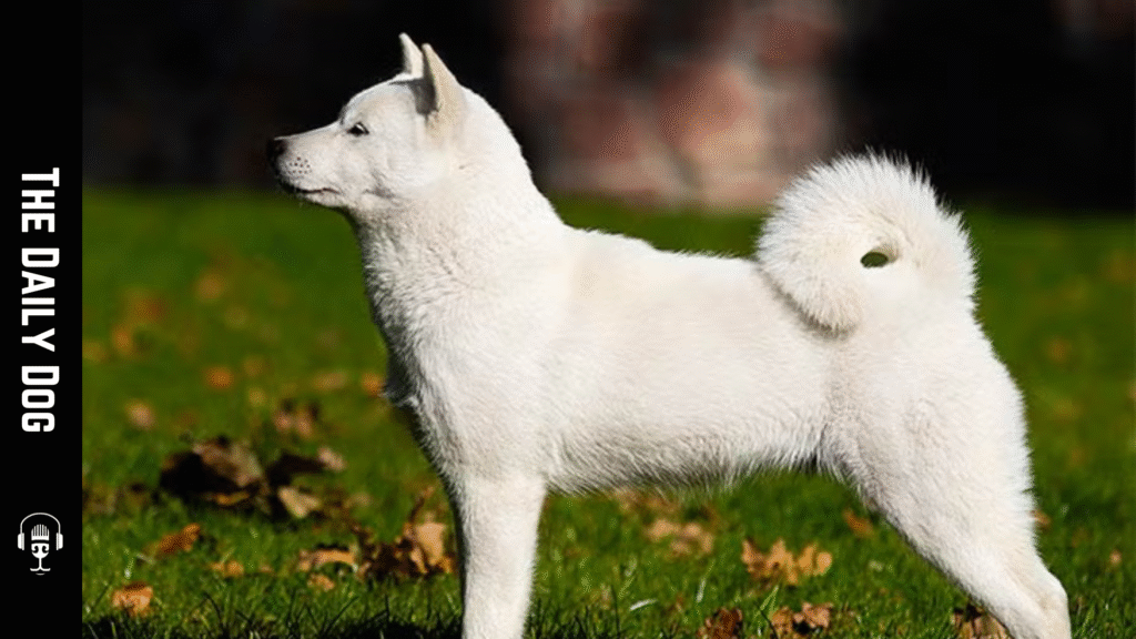 Hokkaido Dog: The Courageous and Loyal Japanese Breed