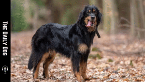 Hovawart: The Loyal German Guardian Dog