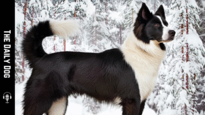 Karelian Bear Dog: The Noble and Powerful Finnish Guardian