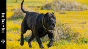 Presa Canario: The Majestic Guardian of the Canary Islands