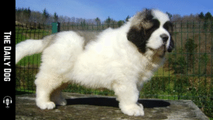 Pyrenean Mastiff: The Gentle Giant of the Mountains