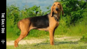Segugio Italiano: The Loyal and Versatile Italian Hound