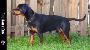 Slovensky Kopov: The Slovakian Hunting and Working Dog With a Rich Heritage
