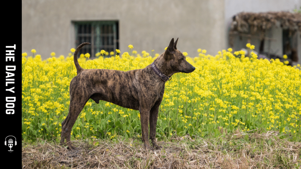 Taiwan Dog: The Loyal and Unique Canine of Taiwan